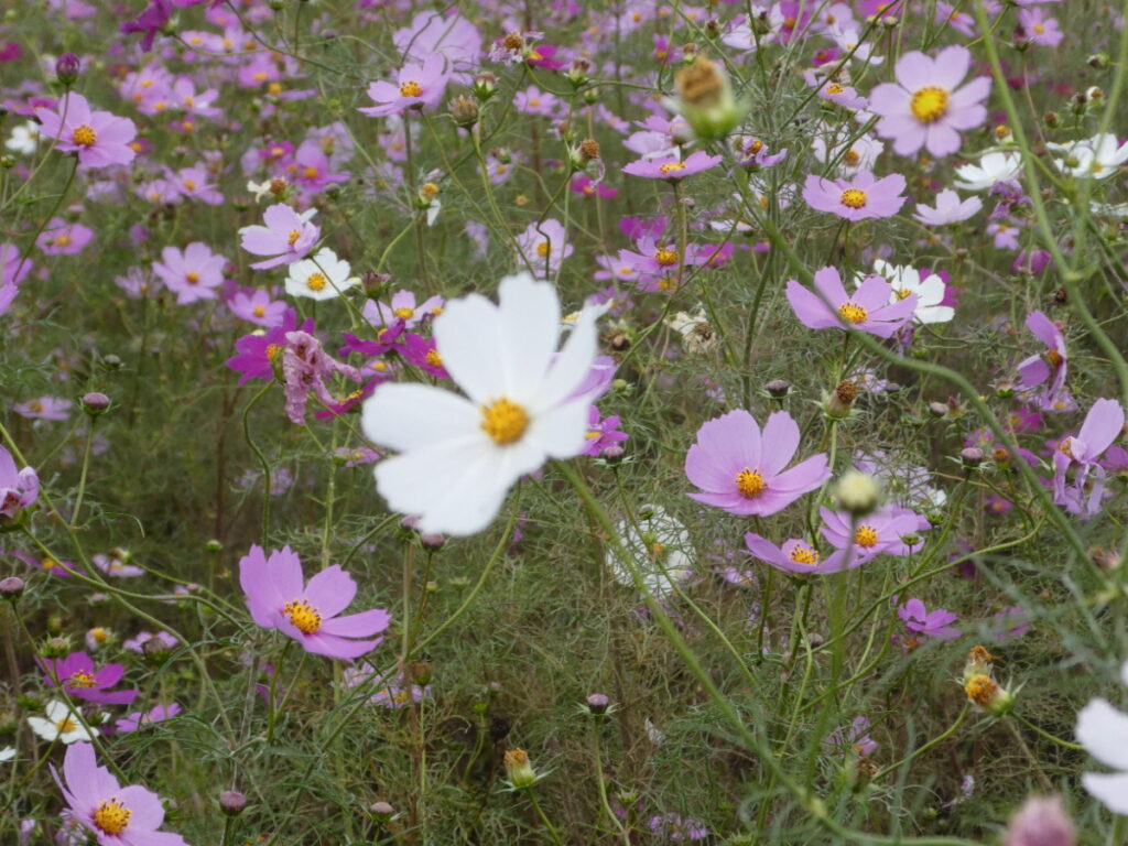 江戸川松戸フラワーラインのコスモス畑