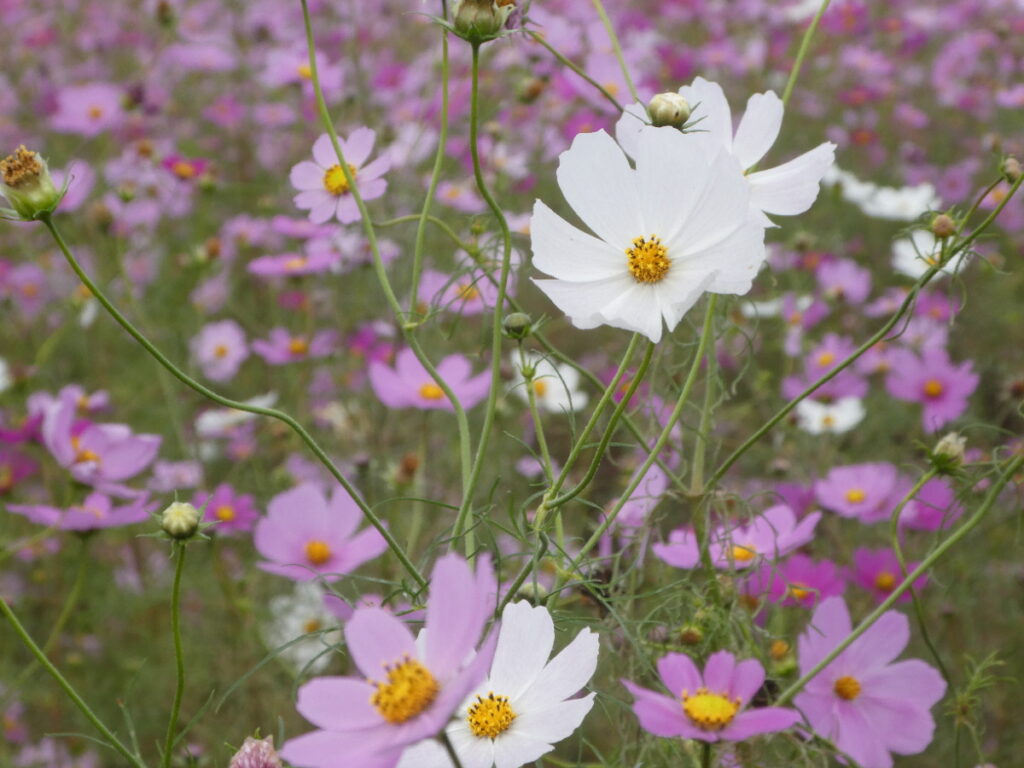 江戸川松戸フラワーラインのコスモス畑