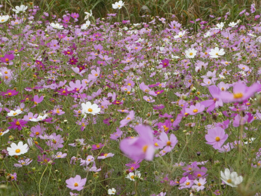 江戸川松戸フラワーラインのコスモス畑