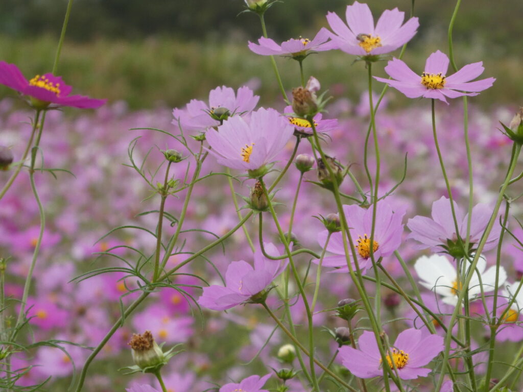 江戸川松戸フラワーラインのコスモス畑