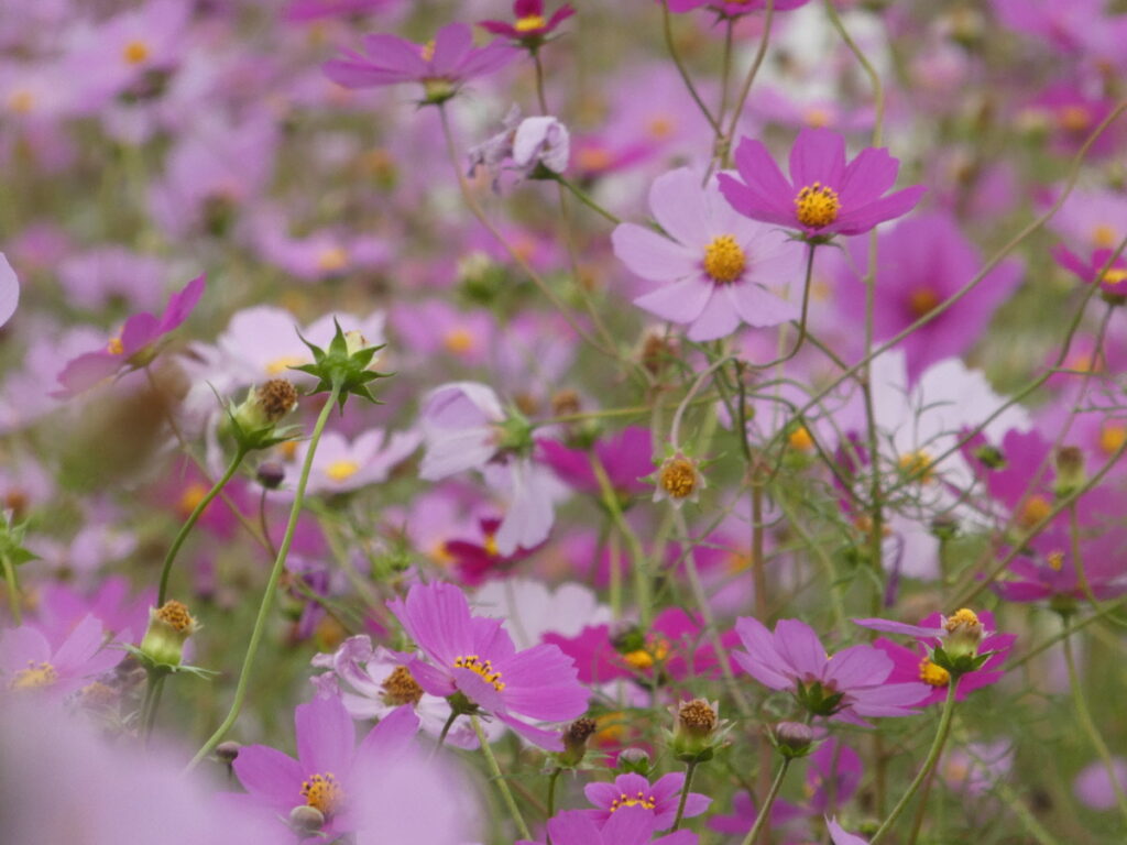 江戸川松戸フラワーラインのコスモス畑