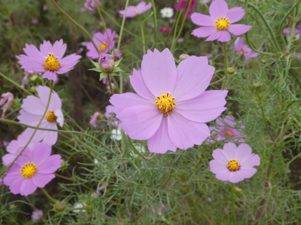 江戸川松戸フラワーラインのコスモス畑