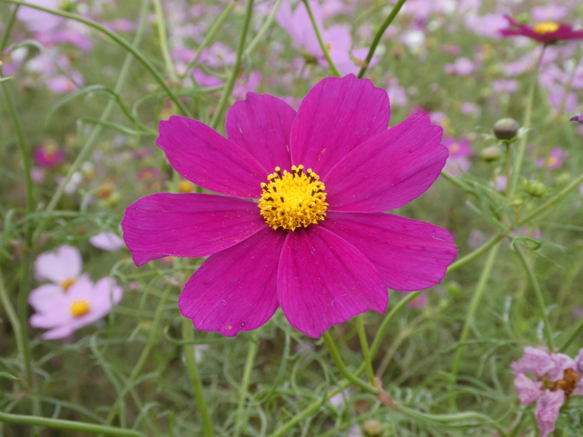 江戸川松戸フラワーラインのコスモス畑