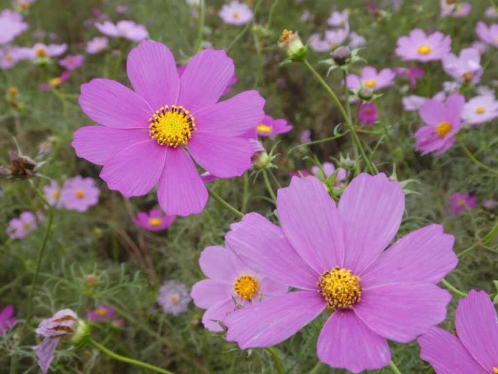 江戸川松戸フラワーラインのコスモス畑