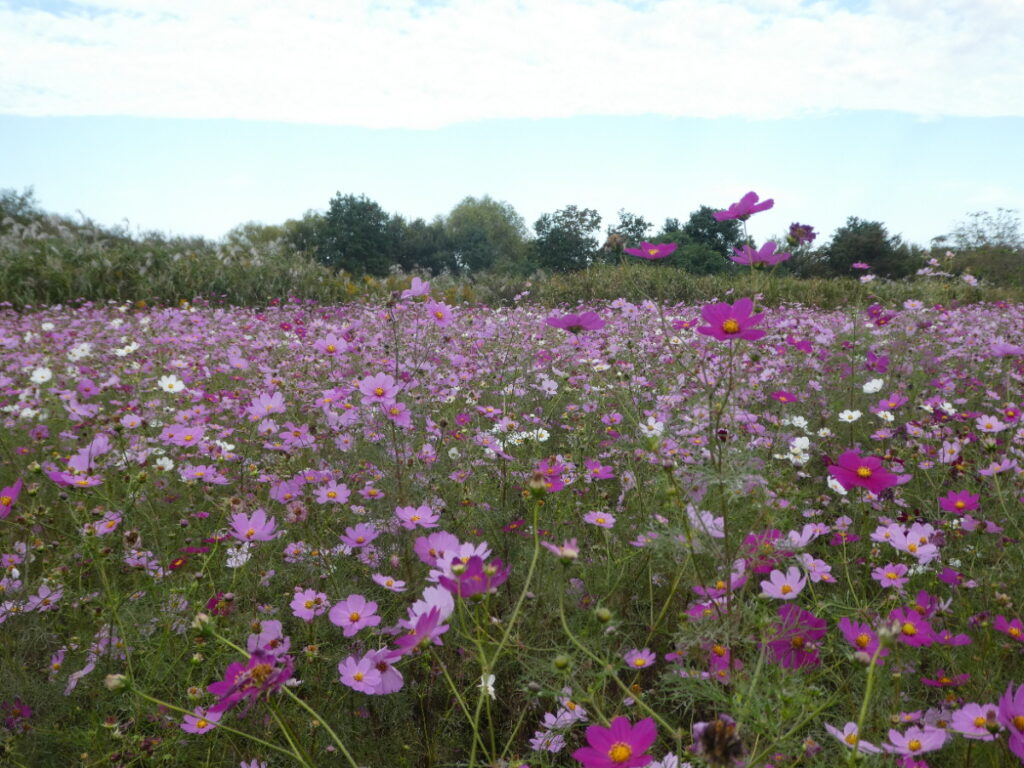 江戸川松戸フラワーラインのコスモス畑