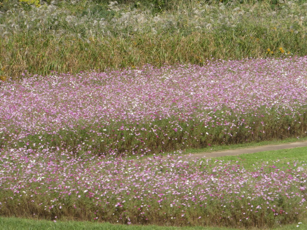 江戸川松戸フラワーラインのコスモス畑