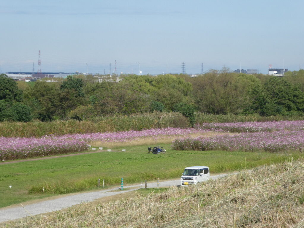江戸川松戸フラワーラインのコスモス畑