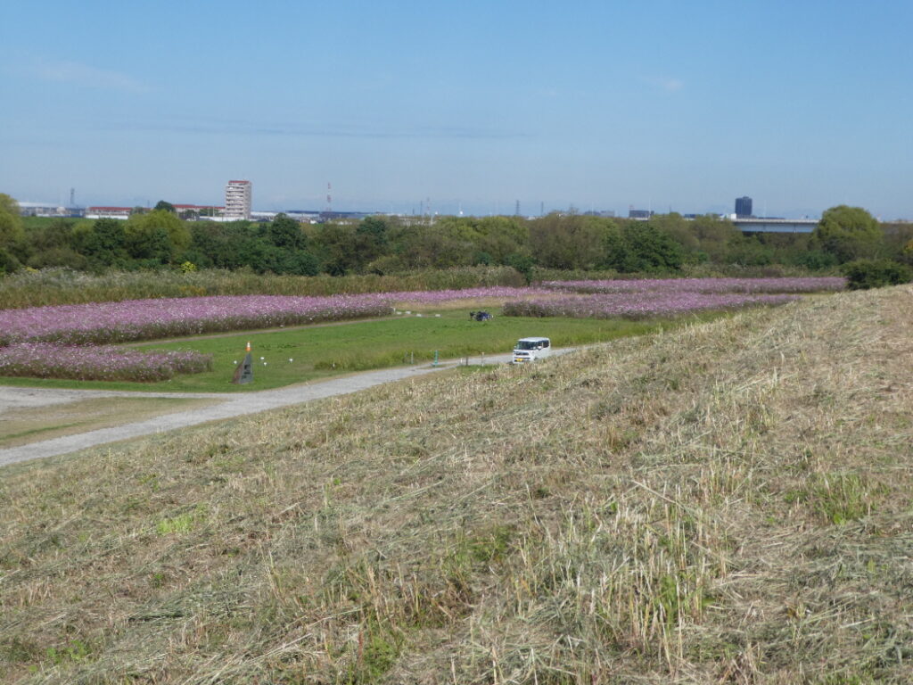 江戸川松戸フラワーラインのコスモス畑