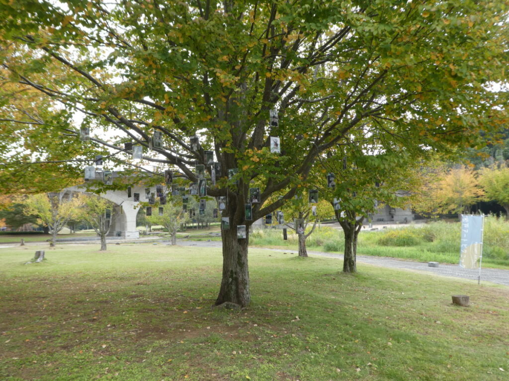 「松戸アートピクニック2025～あそびの遠近法～」memory tree