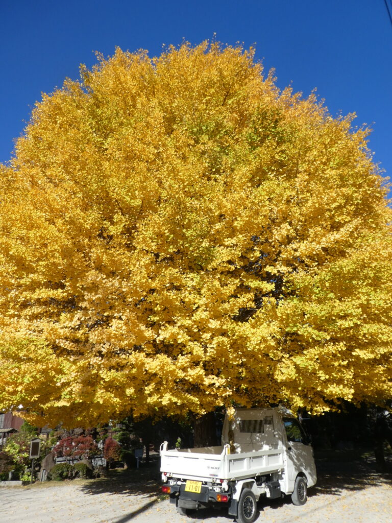 金谷寺（松戸市八ケ崎）の大イチョウ