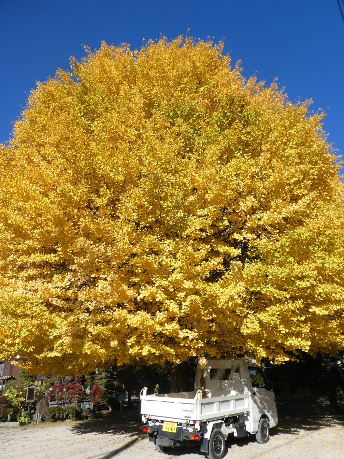 金谷寺（松戸市八ケ崎）の大イチョウ