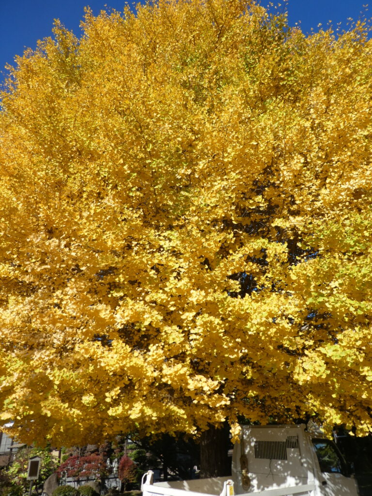金谷寺（松戸市八ケ崎）の大イチョウ
