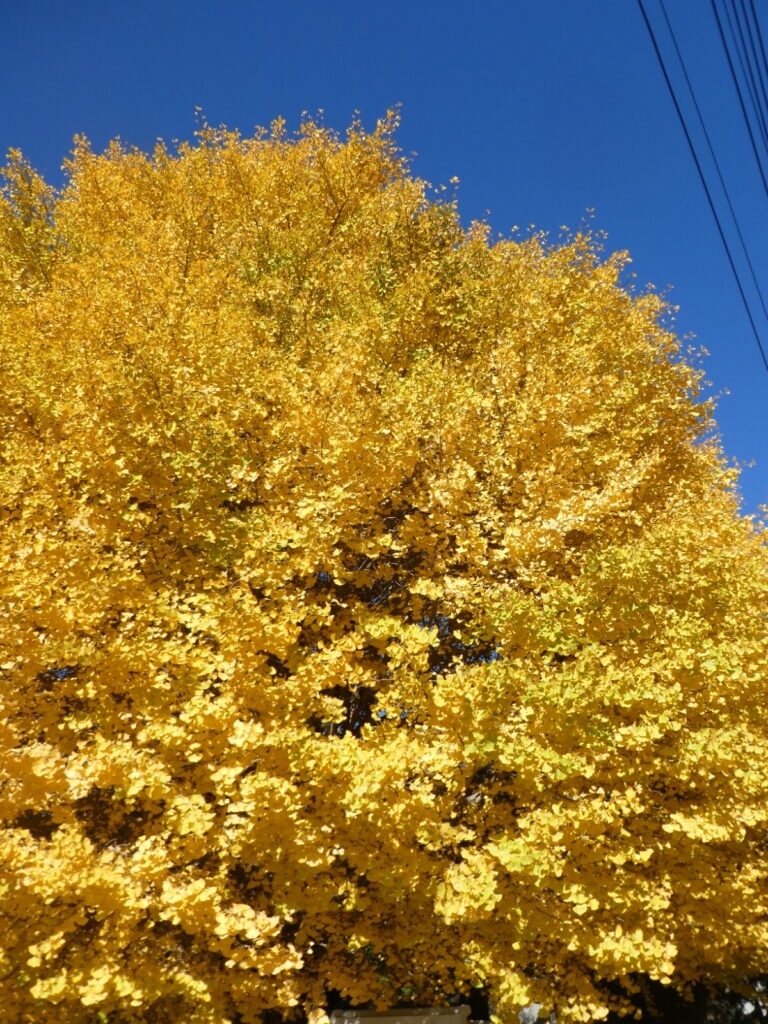 金谷寺（松戸市八ケ崎）の大イチョウ