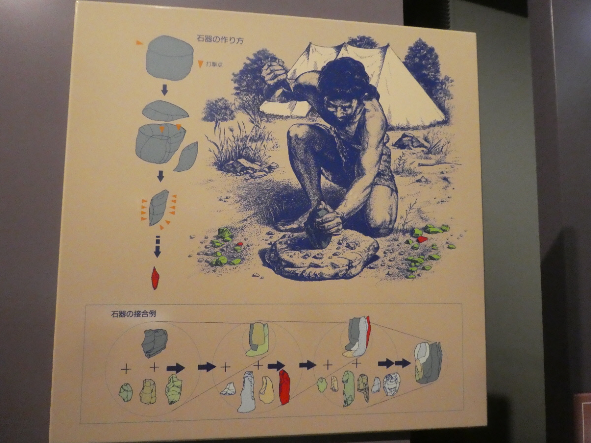 松戸市立博物館 常設展示