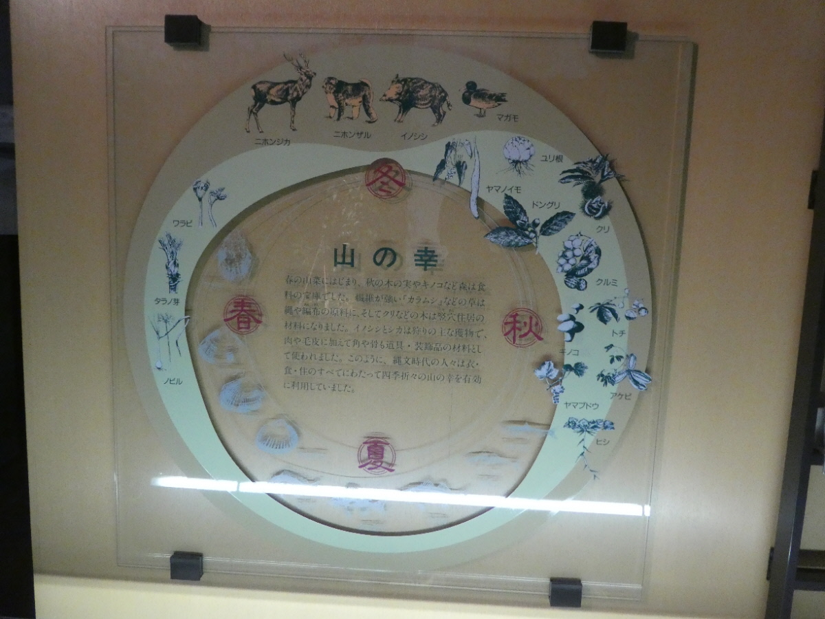 松戸市立博物館 常設展示