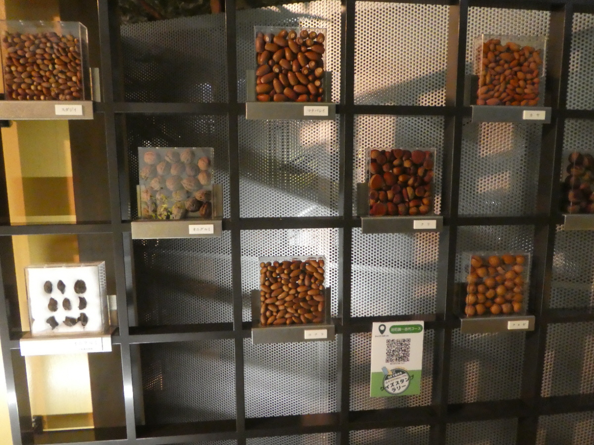 松戸市立博物館 常設展示