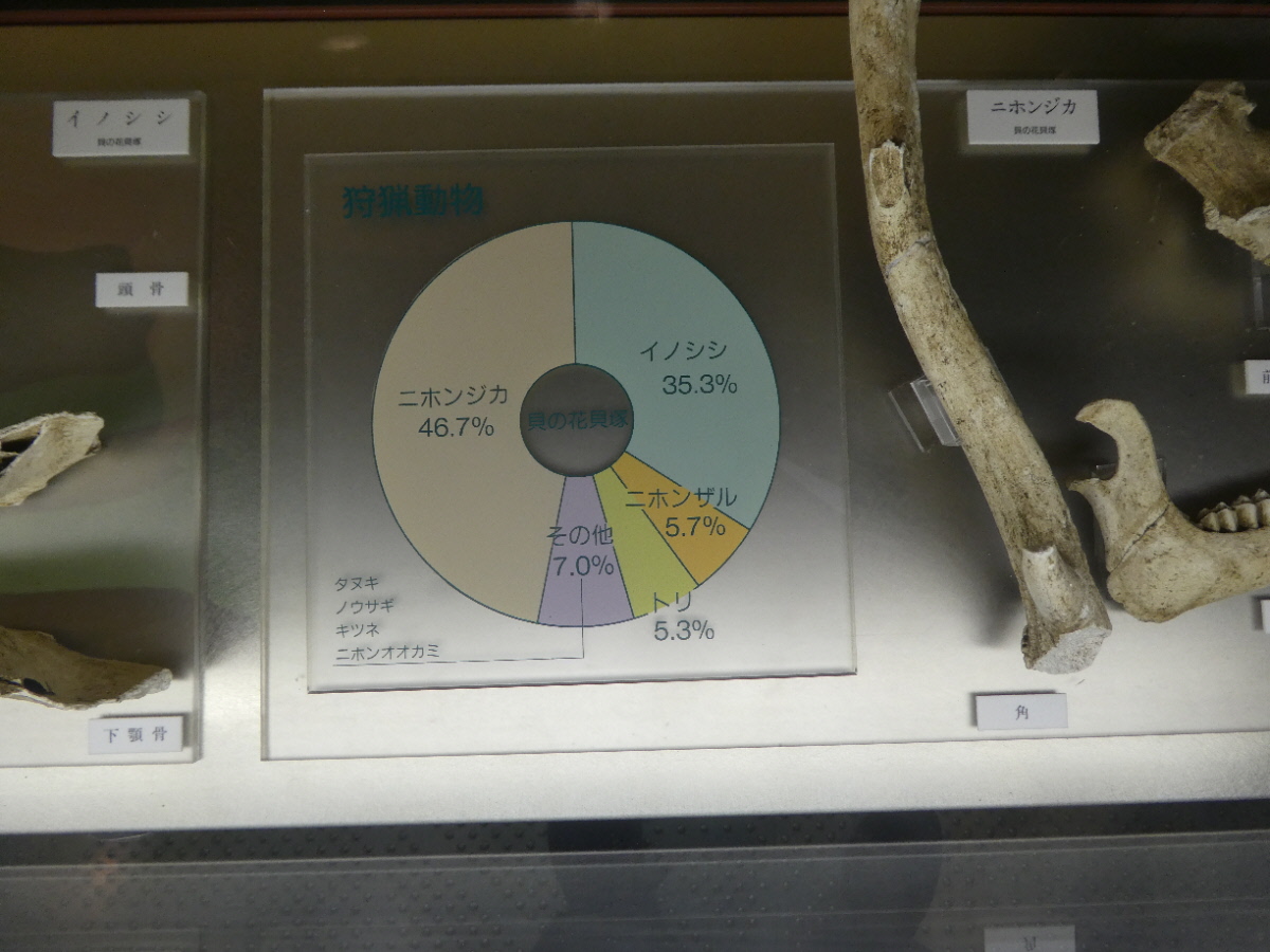 松戸市立博物館 常設展示