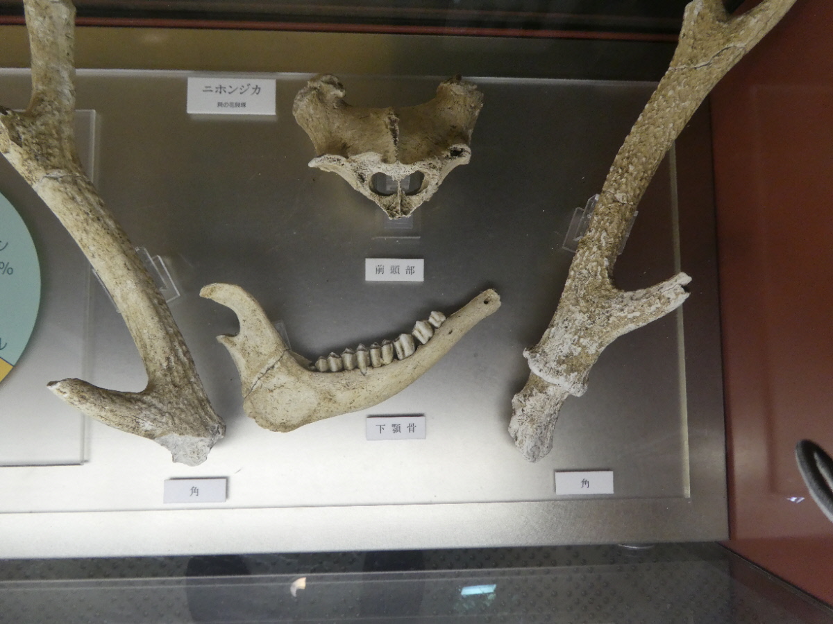 松戸市立博物館 常設展示