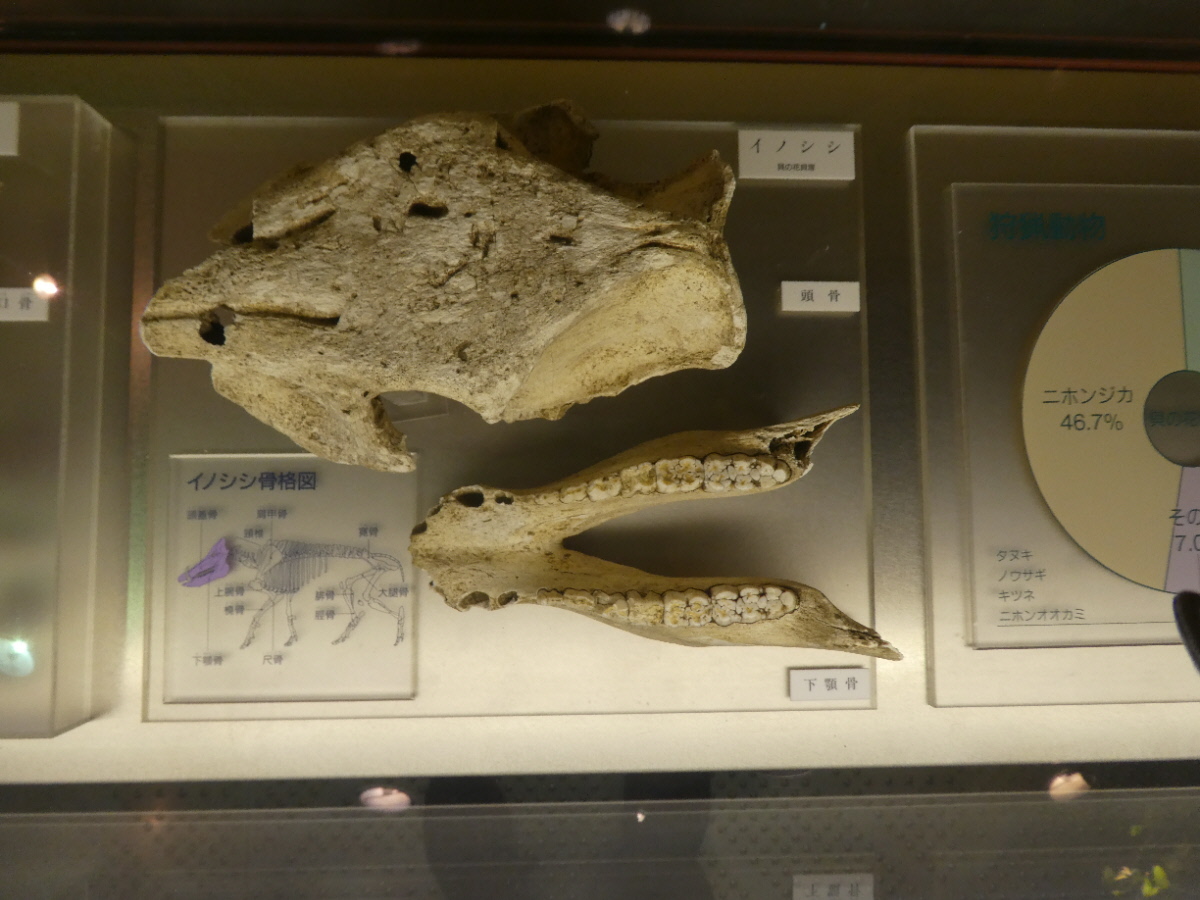 松戸市立博物館 常設展示