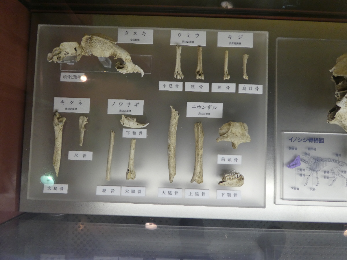 松戸市立博物館 常設展示