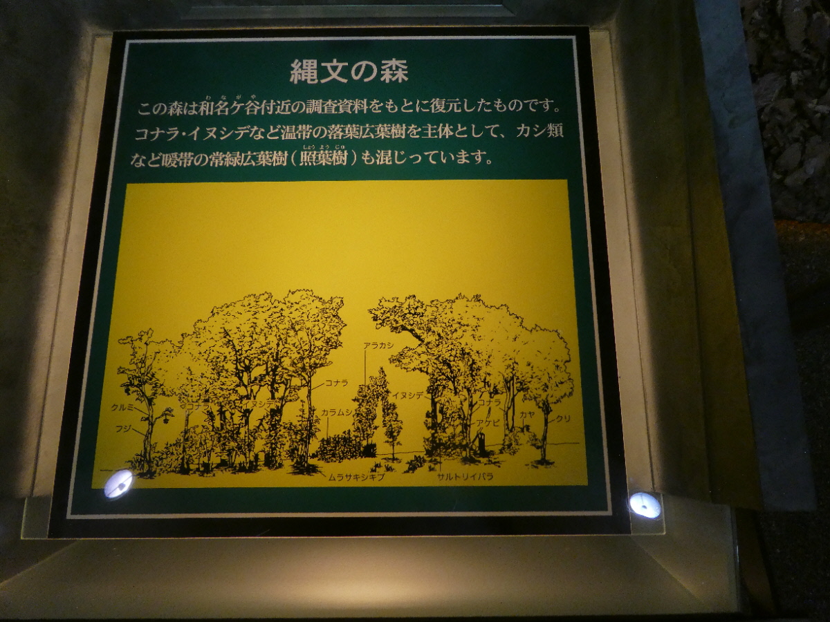 松戸市立博物館 常設展示