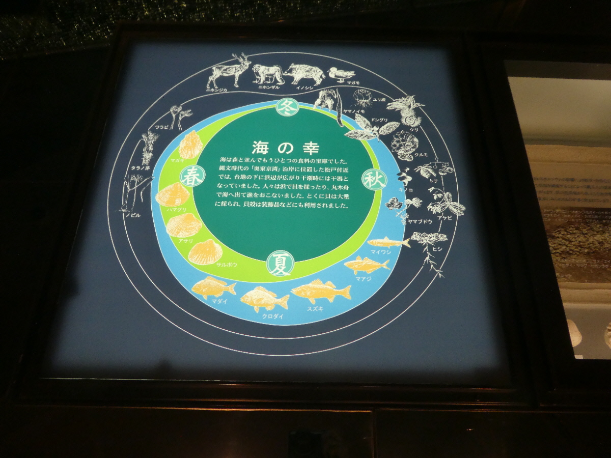 松戸市立博物館 常設展示