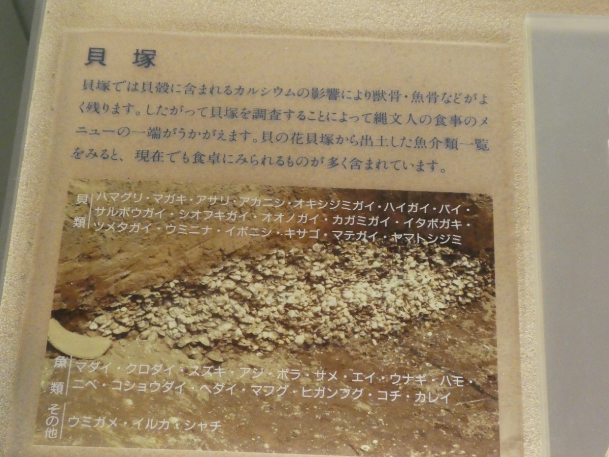 松戸市立博物館 常設展示