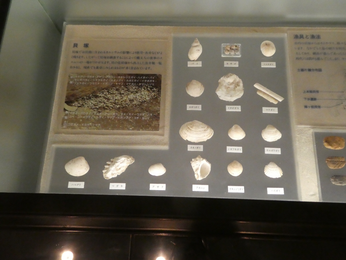 松戸市立博物館 常設展示