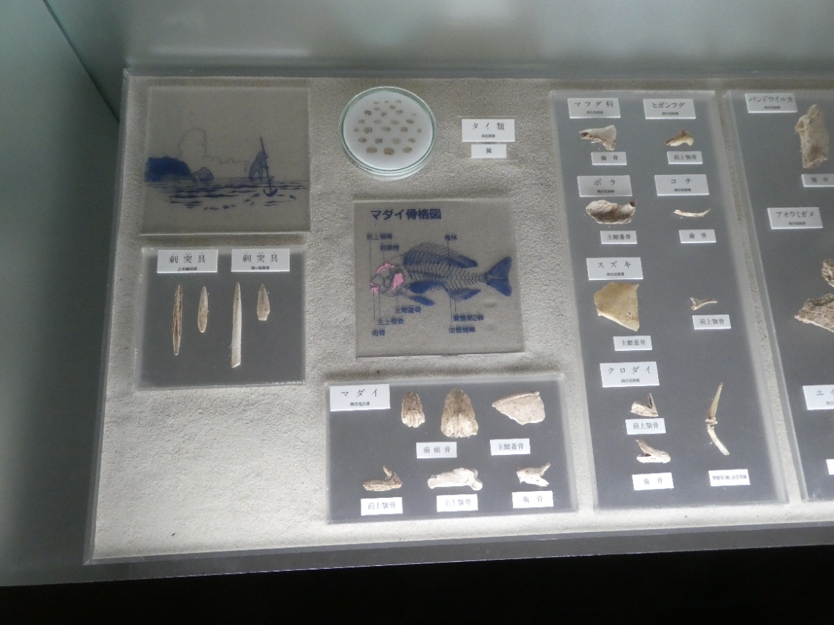 松戸市立博物館 常設展示