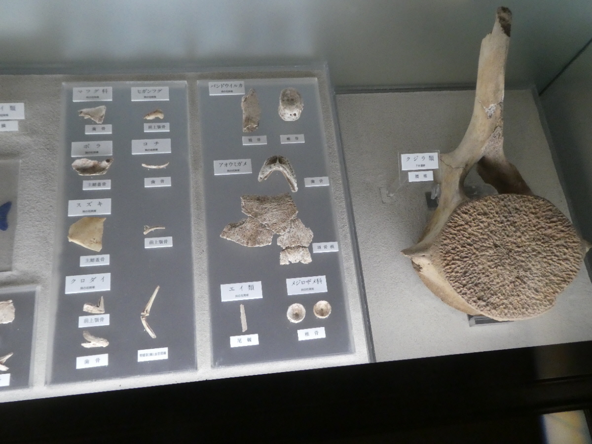 松戸市立博物館 常設展示