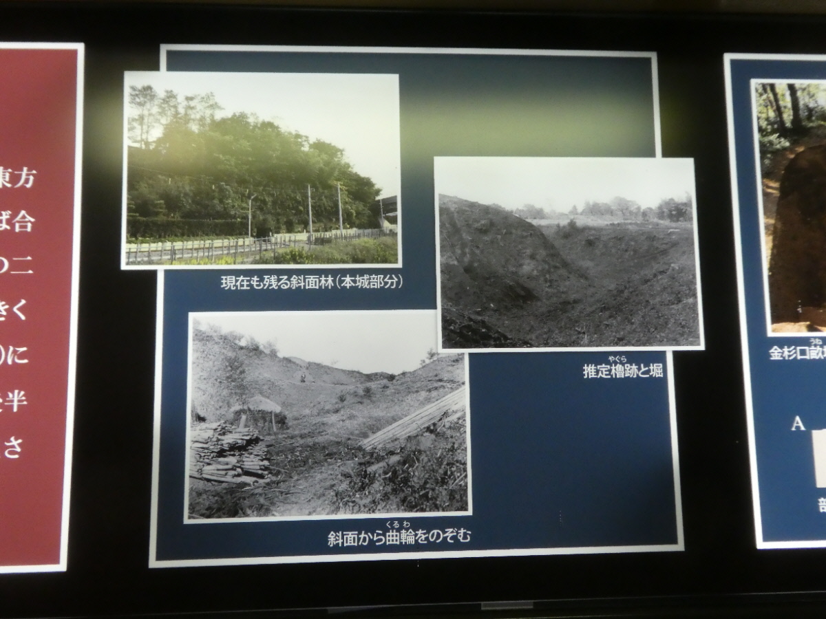 松戸市立博物館 常設展示