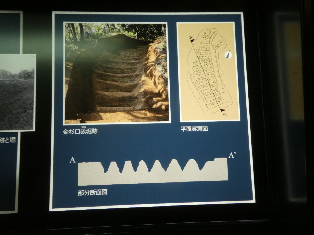 松戸市立博物館 常設展示