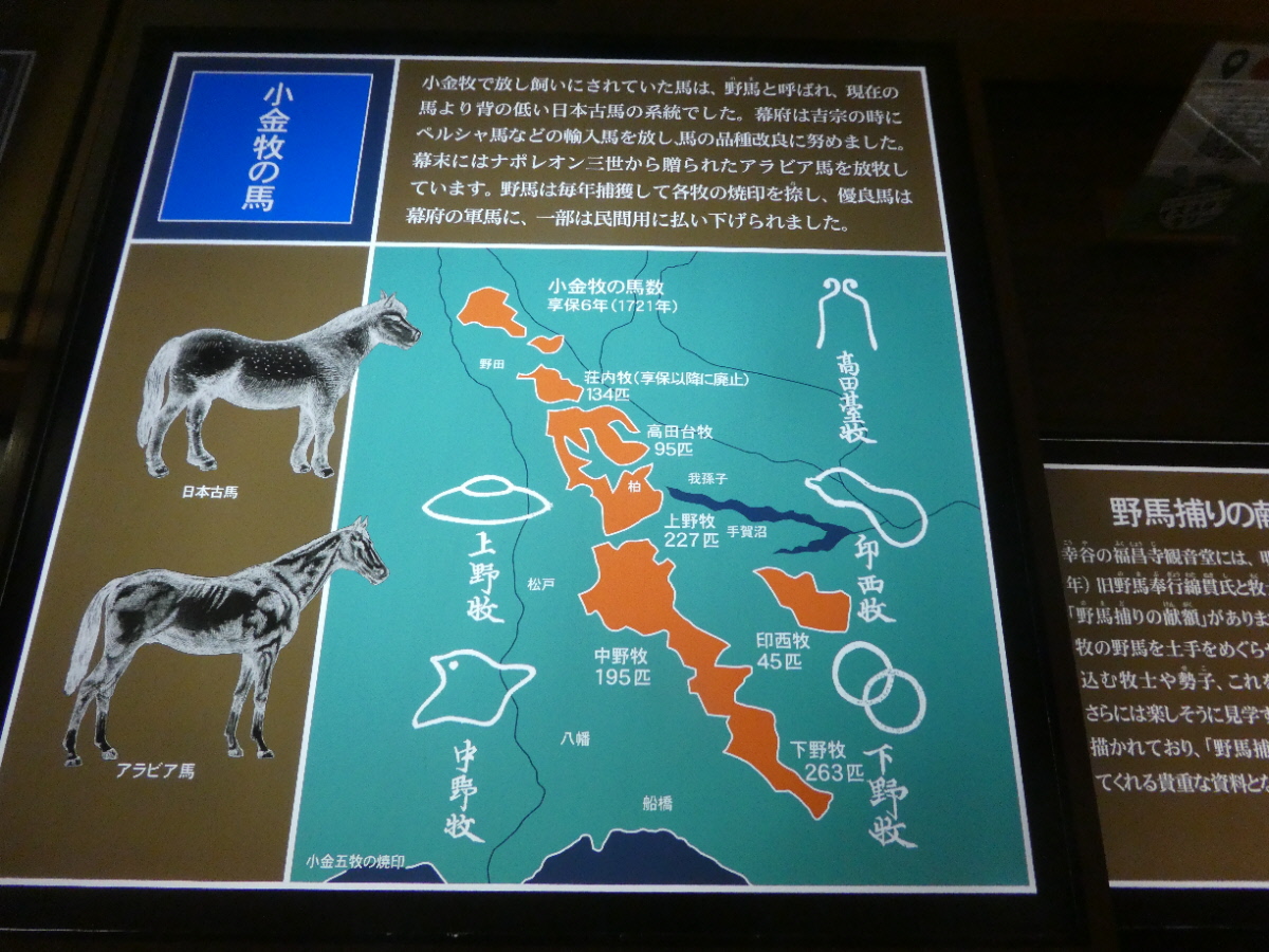 松戸市立博物館 常設展示