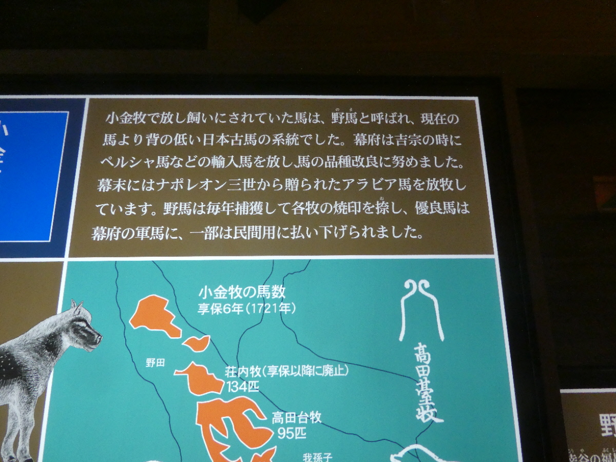 松戸市立博物館 常設展示