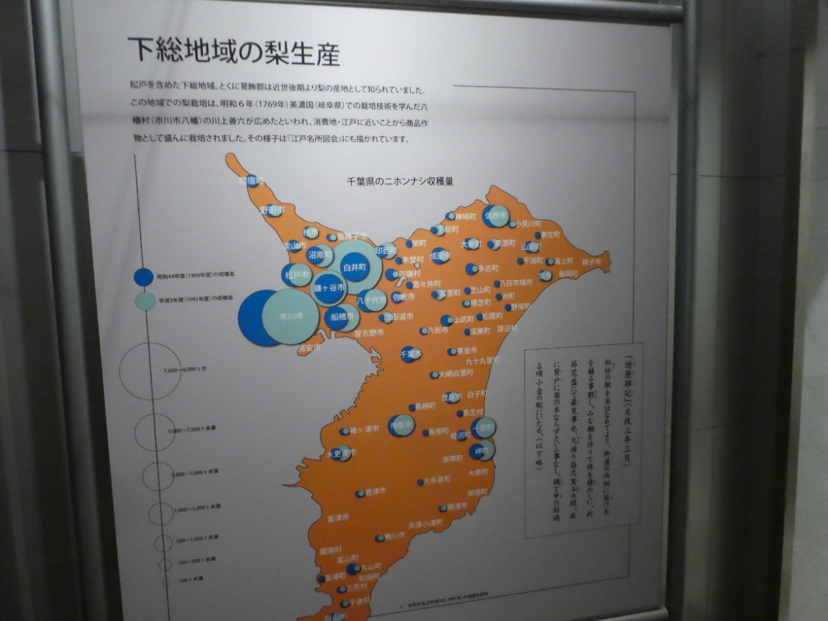 松戸市立博物館　常設展示