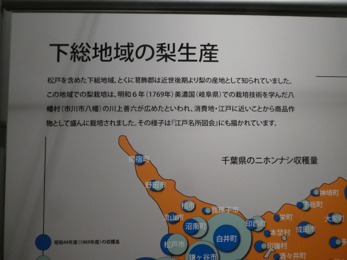 松戸市立博物館　常設展示