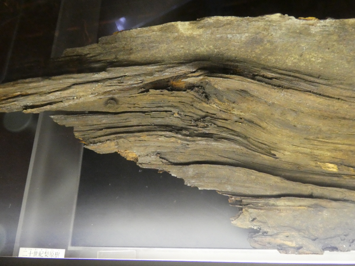 松戸市立博物館　常設展示