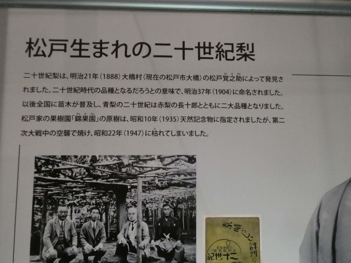 松戸市立博物館　常設展示