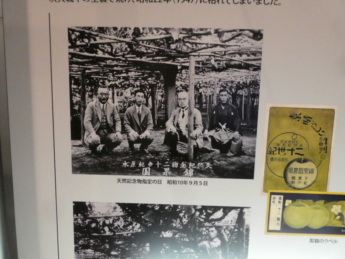 松戸市立博物館　常設展示