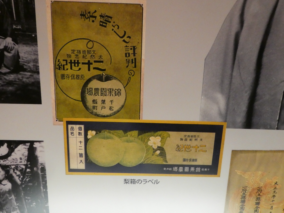 松戸市立博物館　常設展示