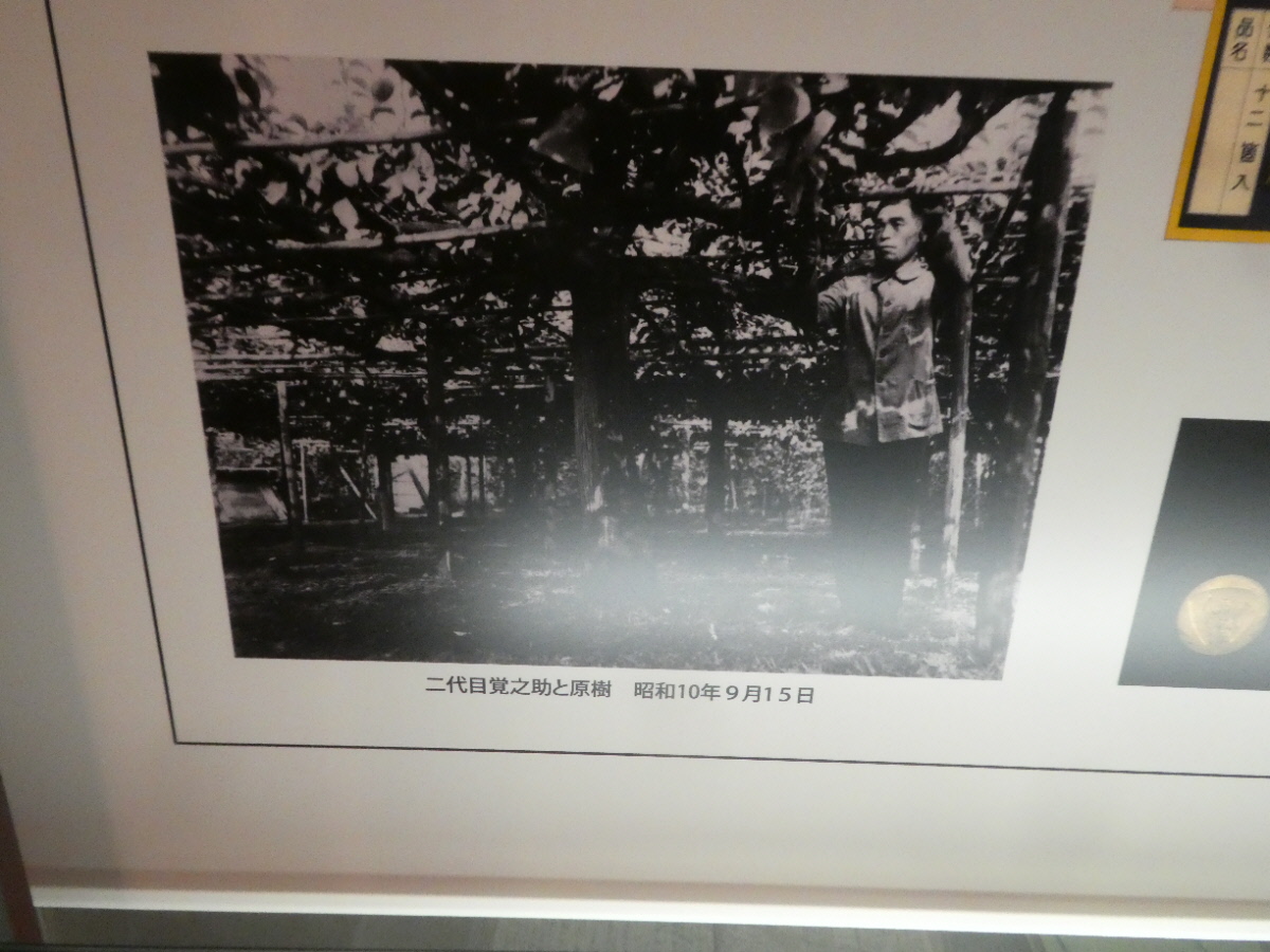 松戸市立博物館　常設展示