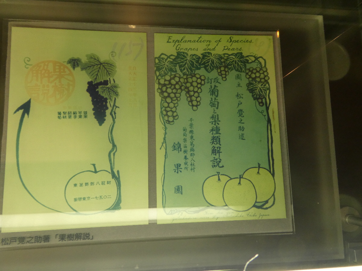 松戸市立博物館　常設展示