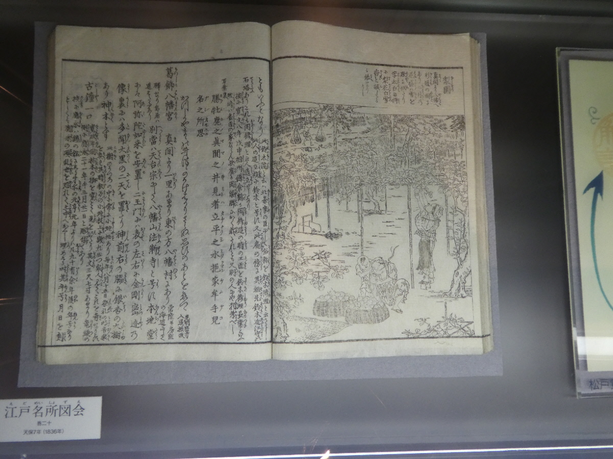 松戸市立博物館　常設展示