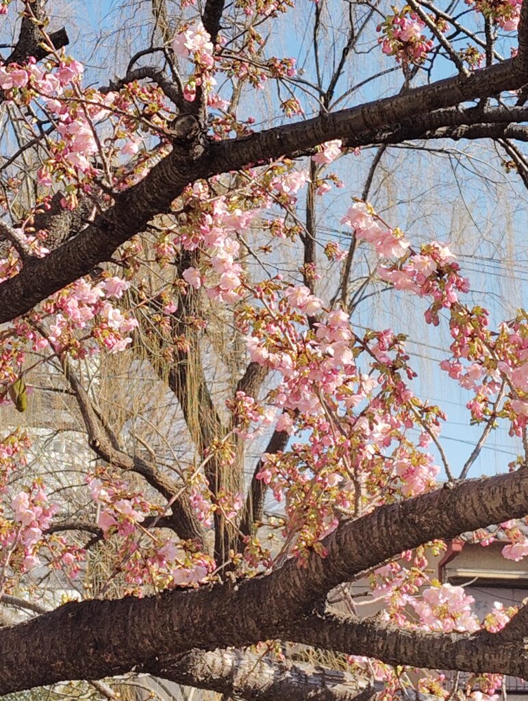 松戸神社近くの河津桜