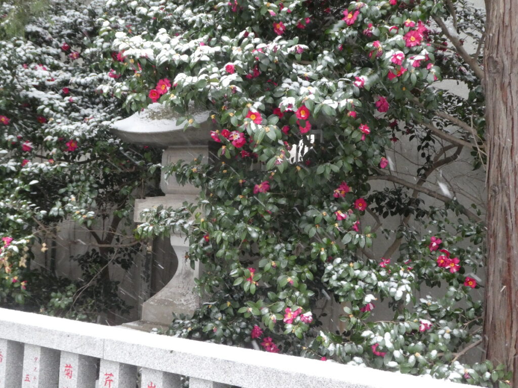 雪を纏った松戸神社