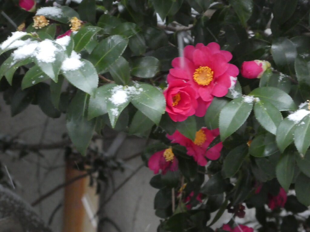 雪を纏った松戸神社