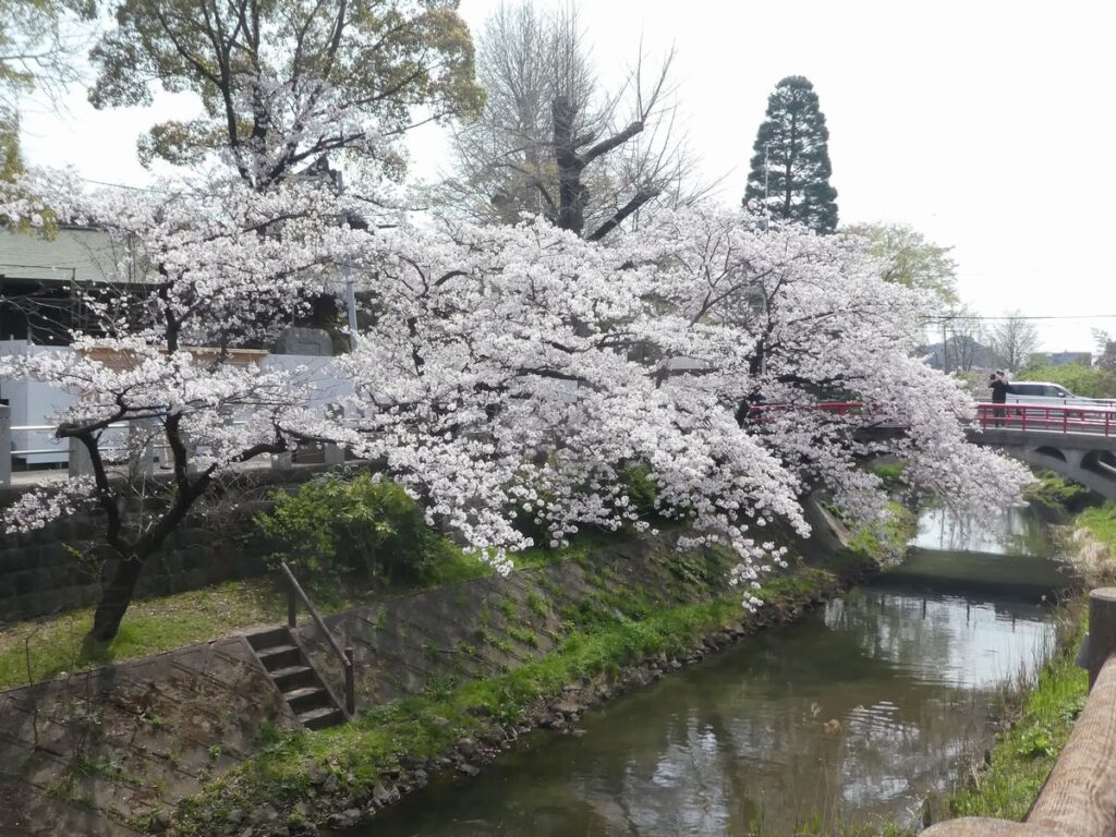 松戸神社のソメイヨシノ