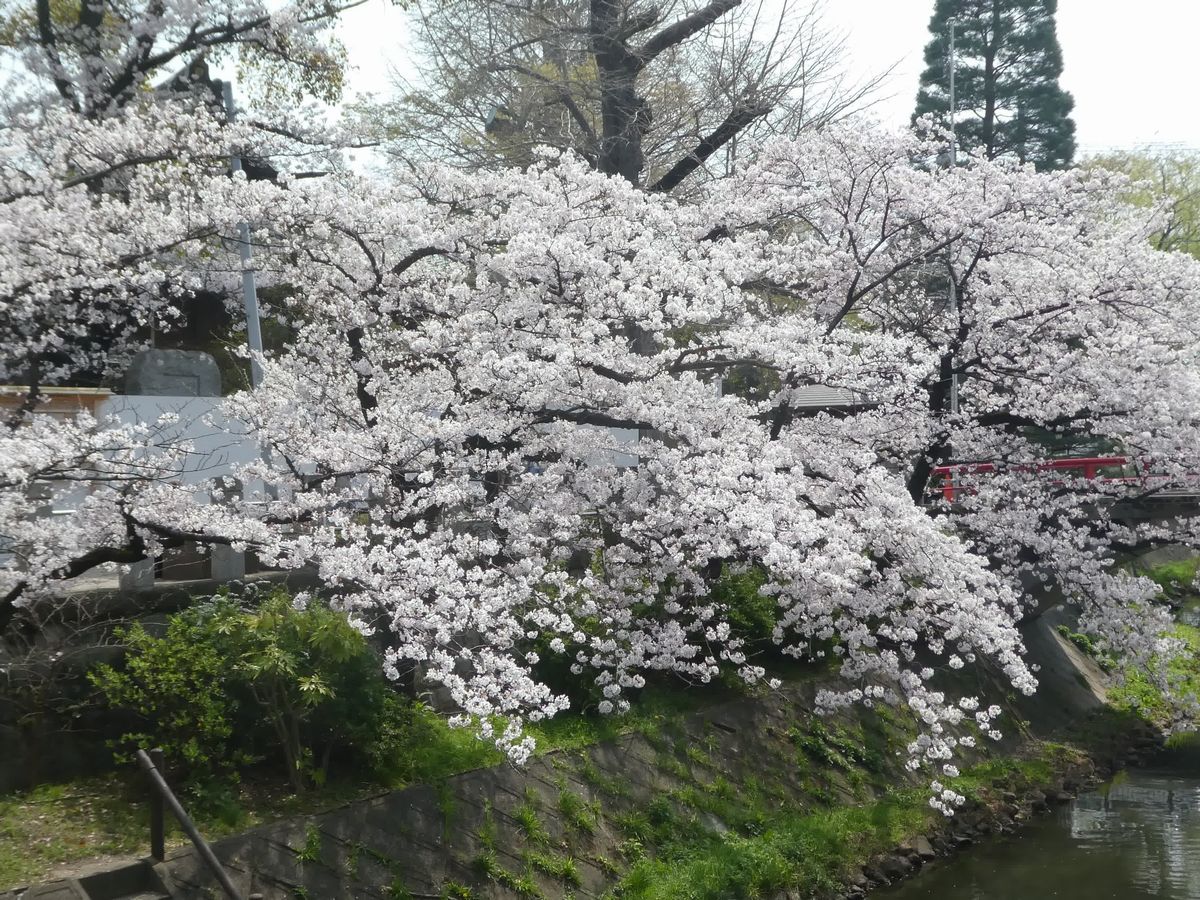 松戸神社のソメイヨシノ