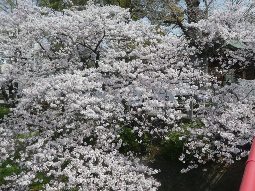 松戸神社のソメイヨシノ