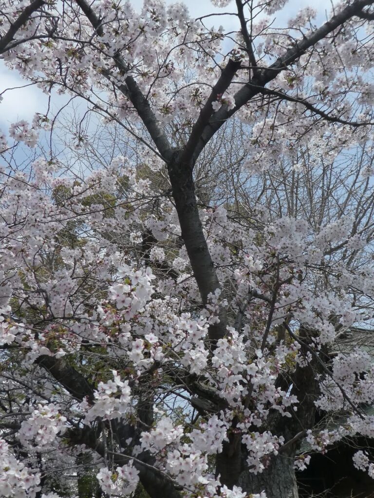 松戸神社のソメイヨシノ